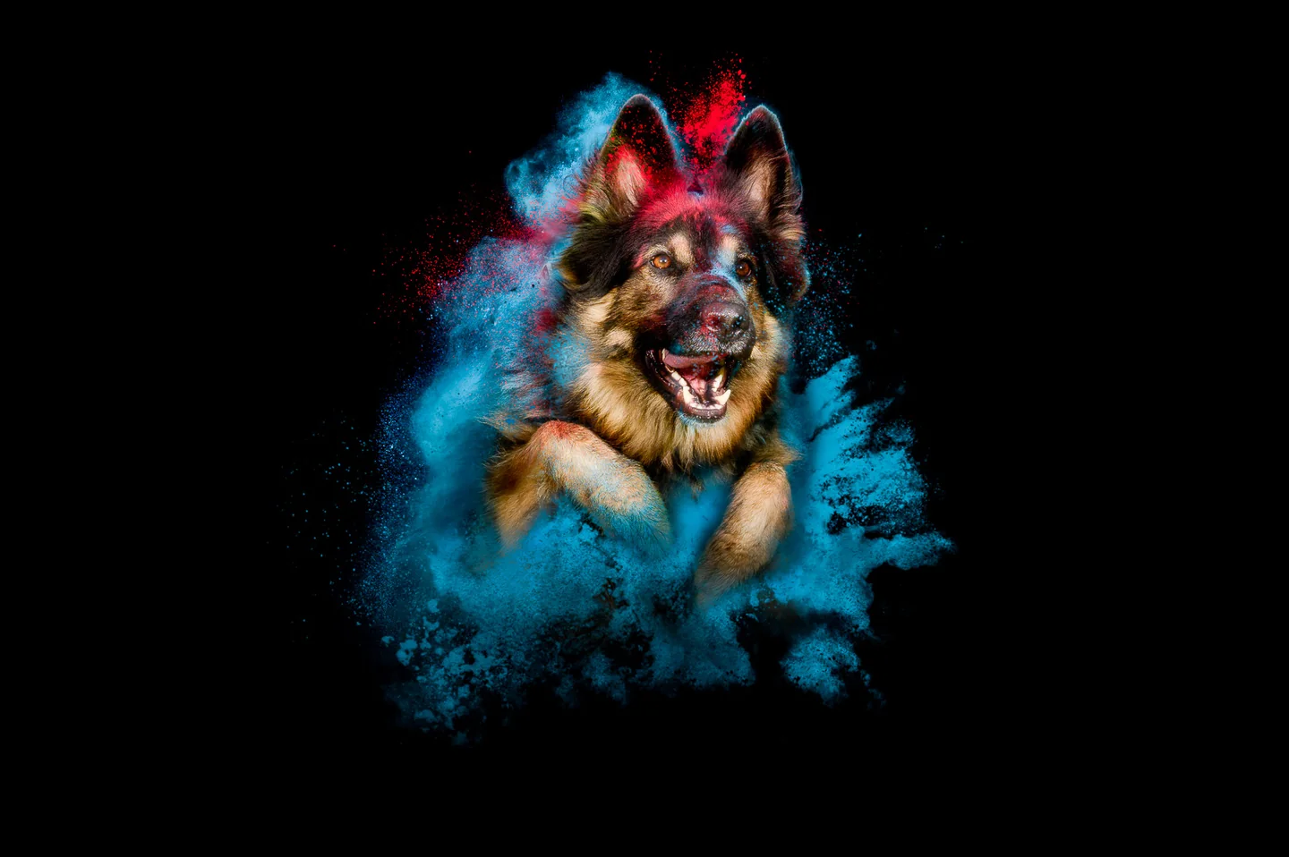 Ein Hund in Bewegung, umgeben von einer farbigen Holi-Wolke vor schwarzem Hintergrund