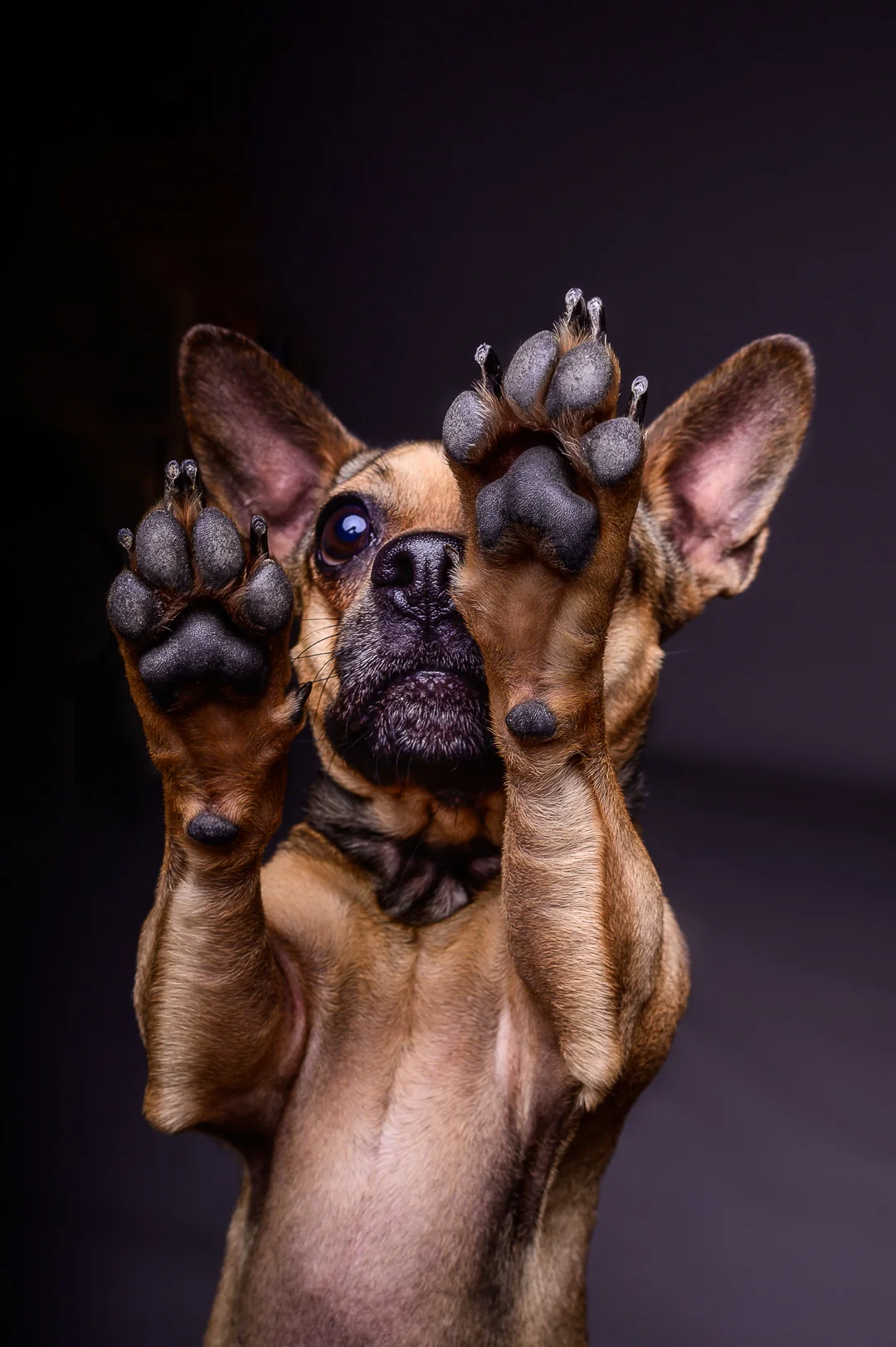 Zwei Hunde heben im Studio gleichzeitig ihre Vorderpfoten